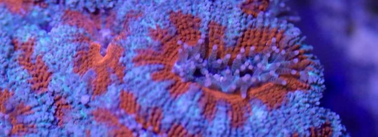 Latest Freshwater Tropical Stock
